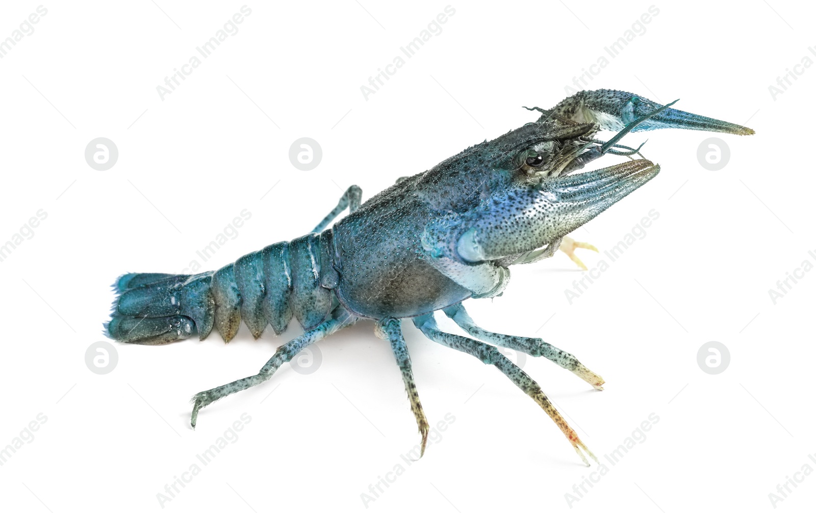 Image of Blue or sapphire crayfish isolated on white