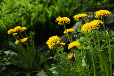 Beautiful dandelion flowers in garden, space for text. Spring season