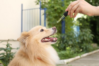 Photo of Woman giving tincture to cute dog outdoors, closeup