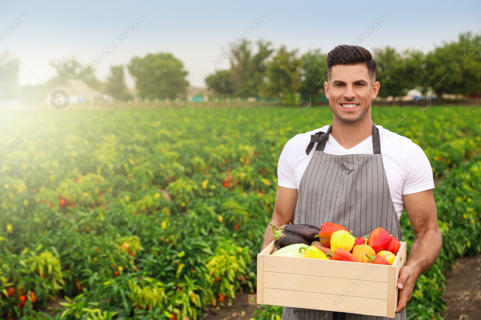 Photo of Farmer with wooden crate full of different vegetables in field. Harvesting time