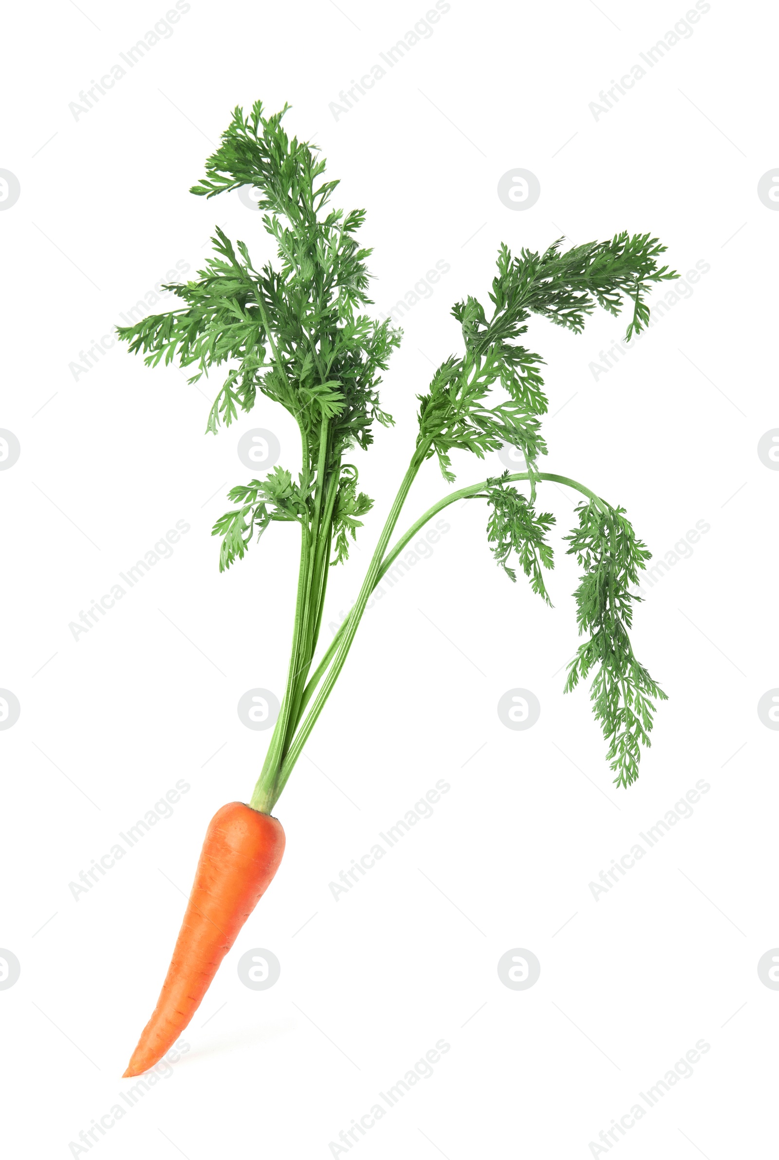 Photo of Fresh ripe juicy carrot isolated on white