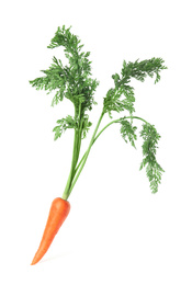 Photo of Fresh ripe juicy carrot isolated on white