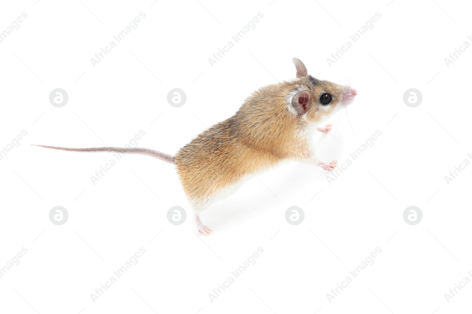 Photo of Small cute spiny mouse on white background