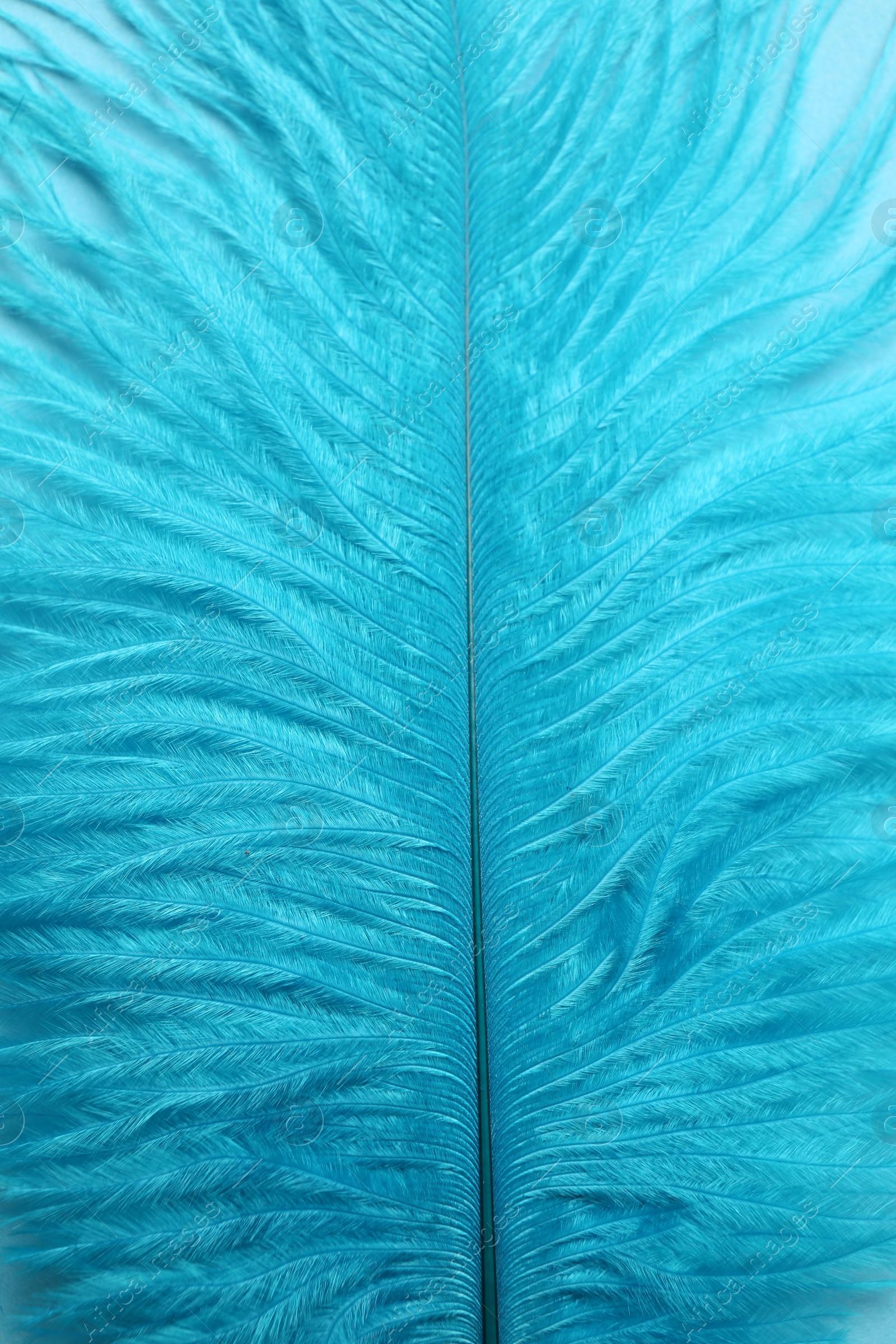 Photo of Beautiful light blue feather as background, closeup