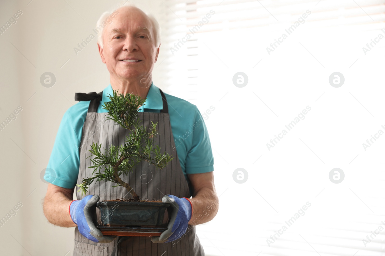 Photo of Senior man with Japanese bonsai plant indoors, space for text. Creating zen atmosphere at home