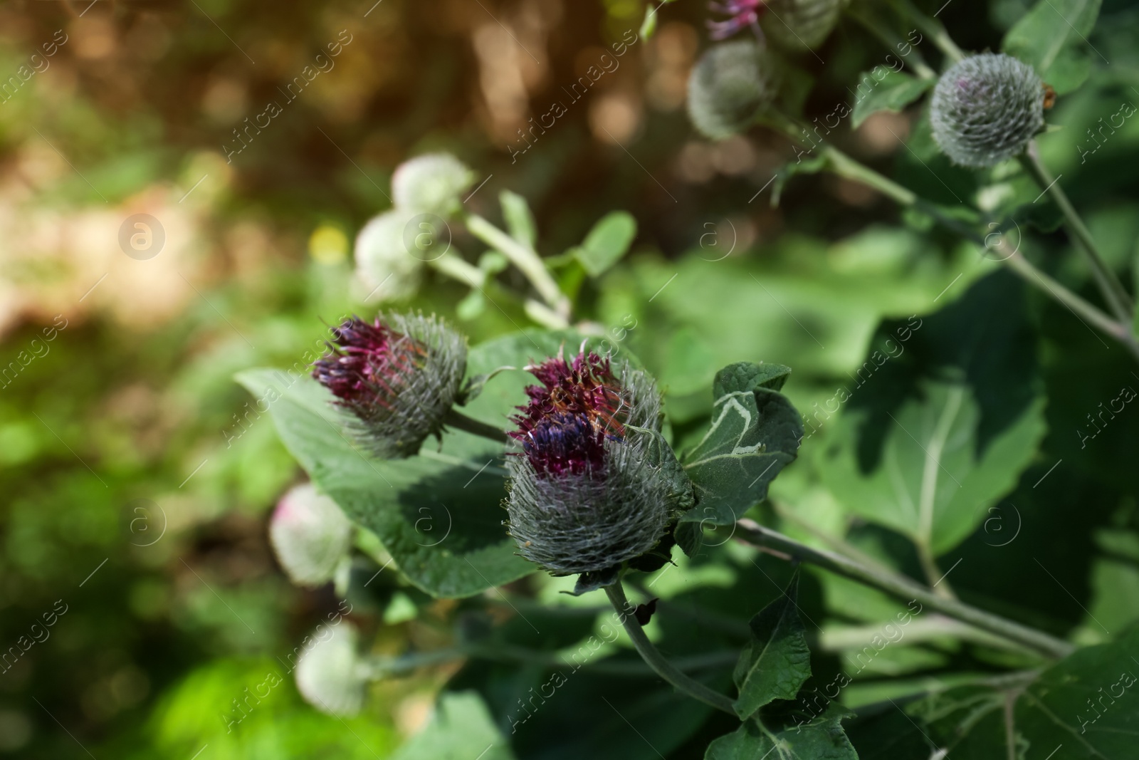 Photo of Beautiful burdock plant with flowers and green leaves outdoors on sunny day, closeup