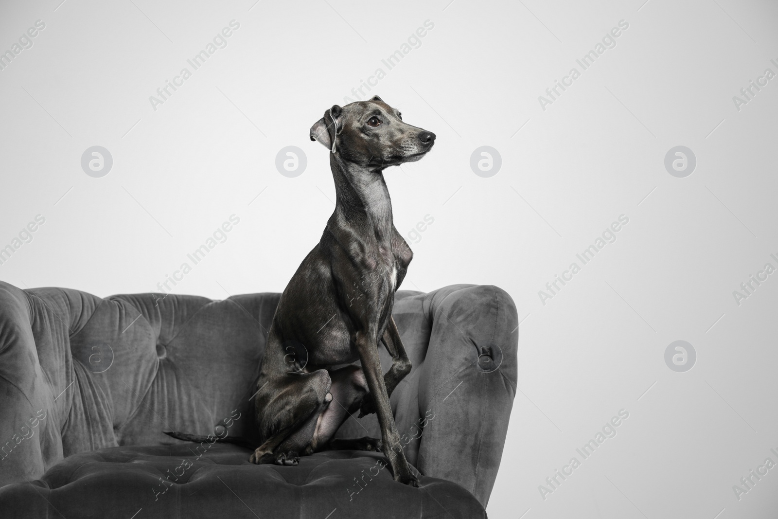 Photo of Italian Greyhound dog on armchair against light background