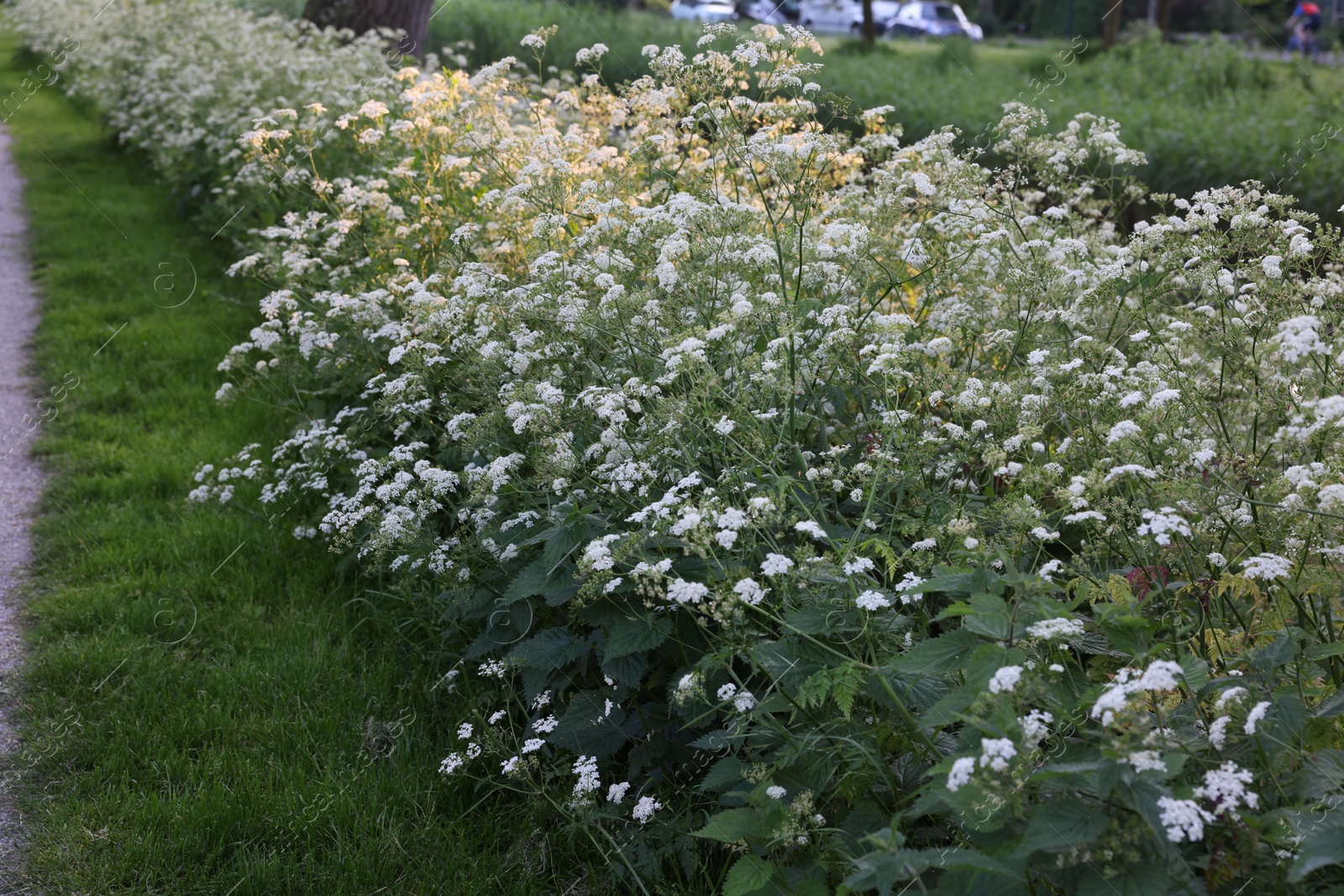 Photo of Beautiful view of bushes with wild flowers growing outdoors