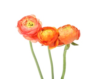 Photo of Beautiful spring ranunculus flowers isolated on white