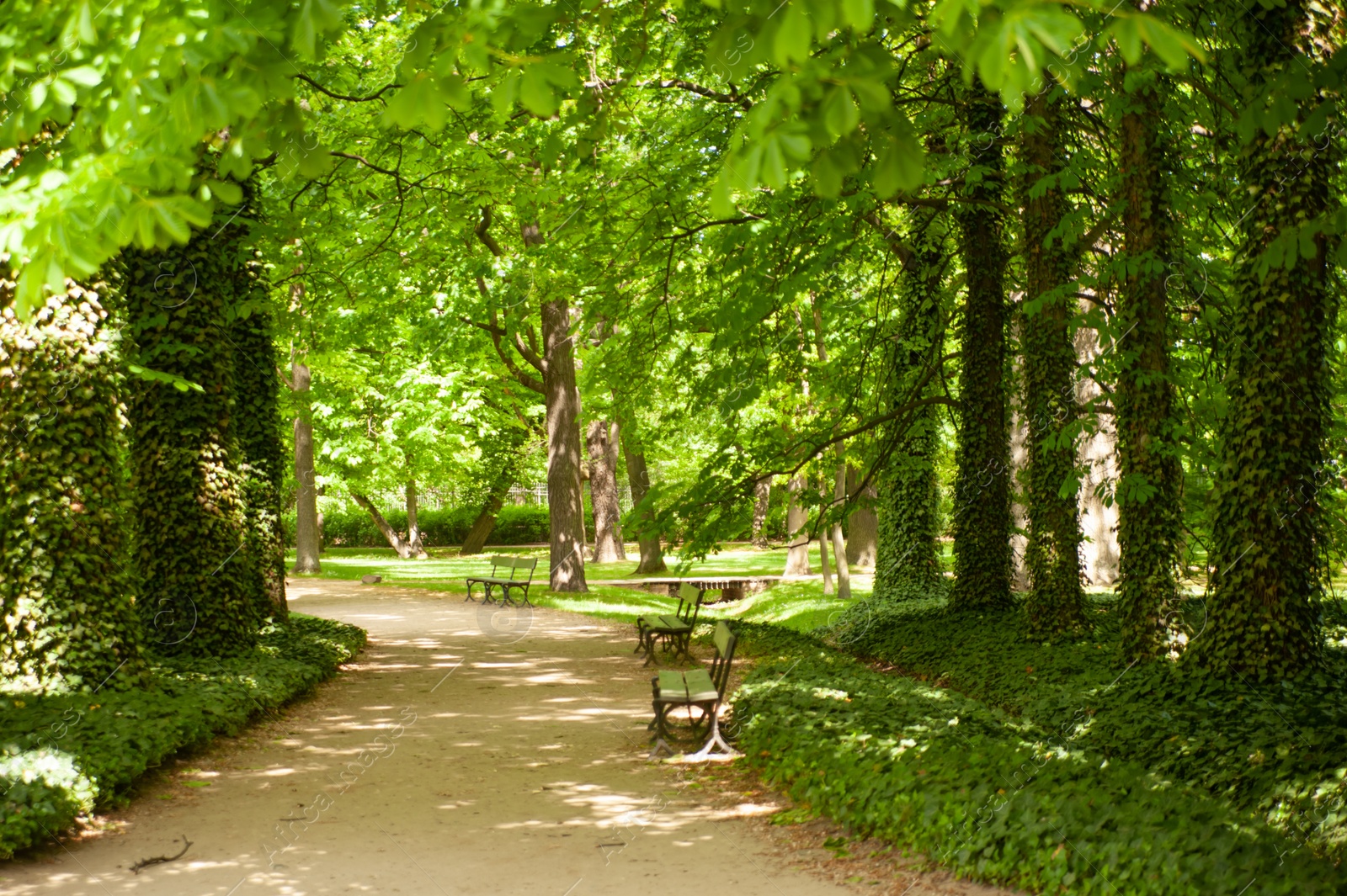 Photo of Beautiful view of green park with benches on sunny day