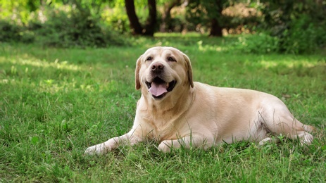 Cute Golden Labrador Retriever on green grass in summer park