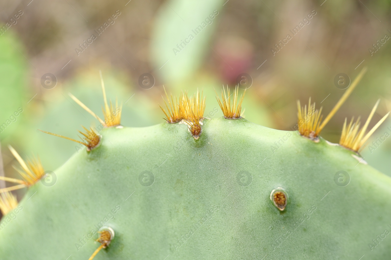 Photo of Closeup view of beautiful cactus growing outdoors