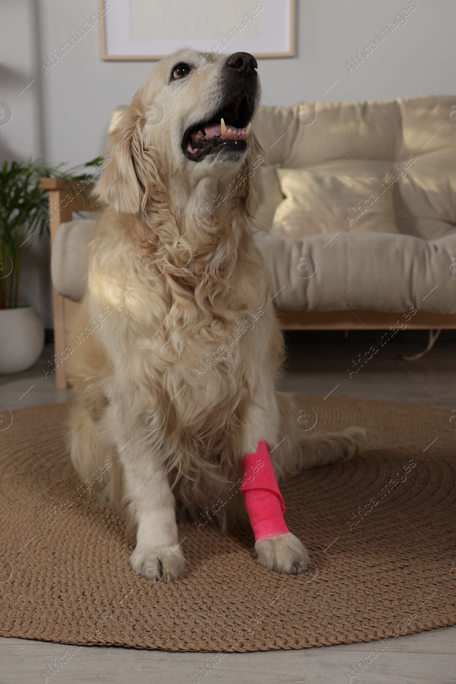 Photo of Cute golden retriever with bandage on paw at home