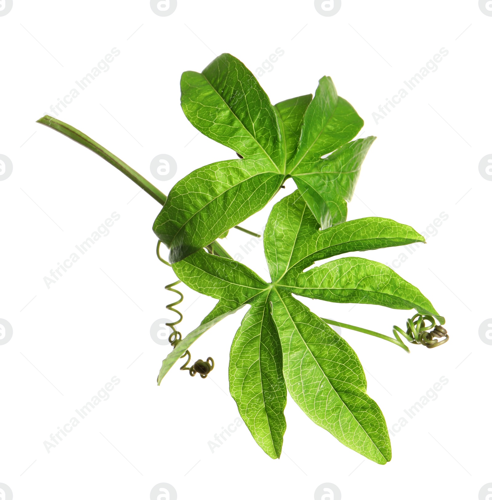 Photo of Branch of passion fruit plant (Passiflora) isolated on white