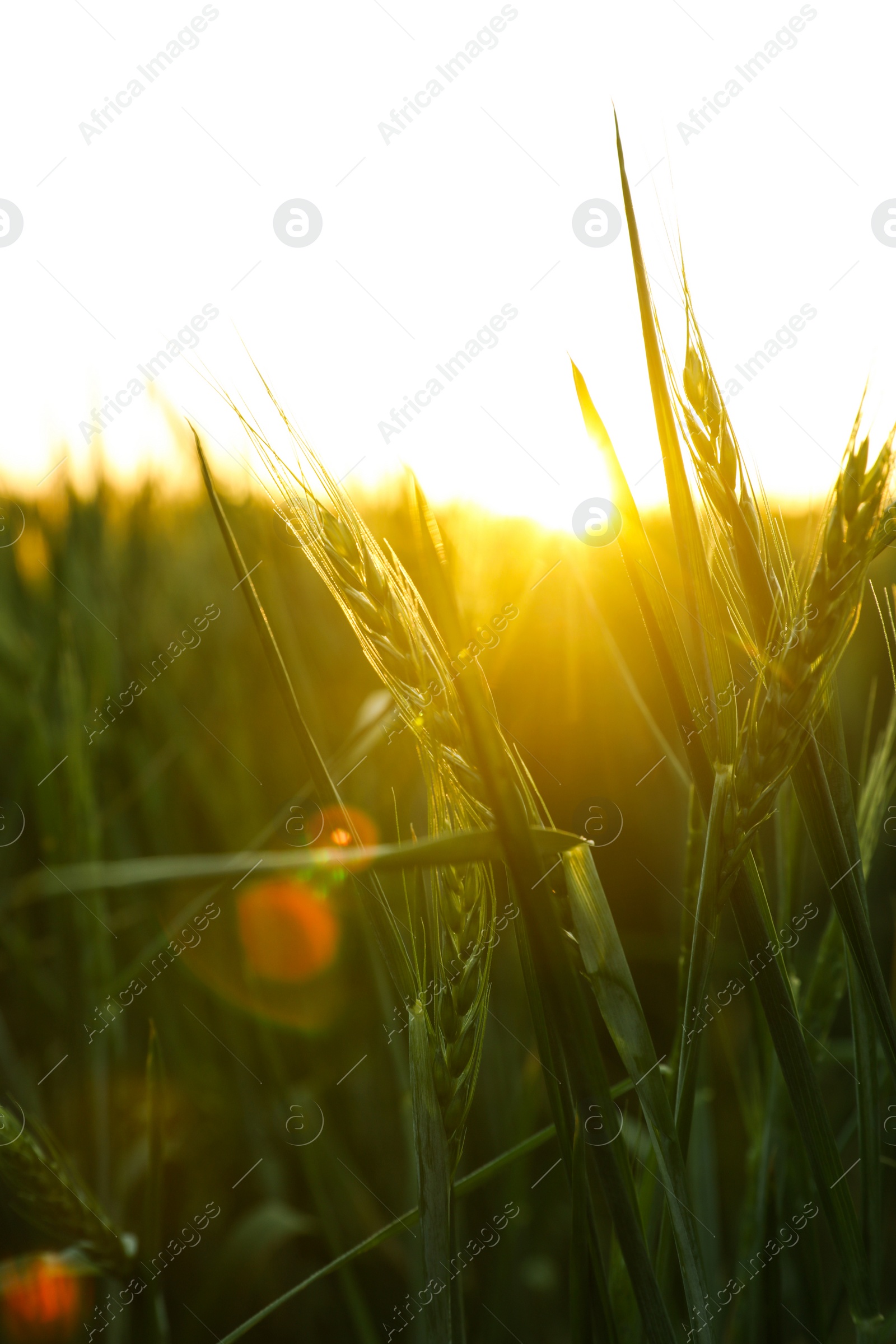 Photo of Closeup view of field with unripe spikes at sunset