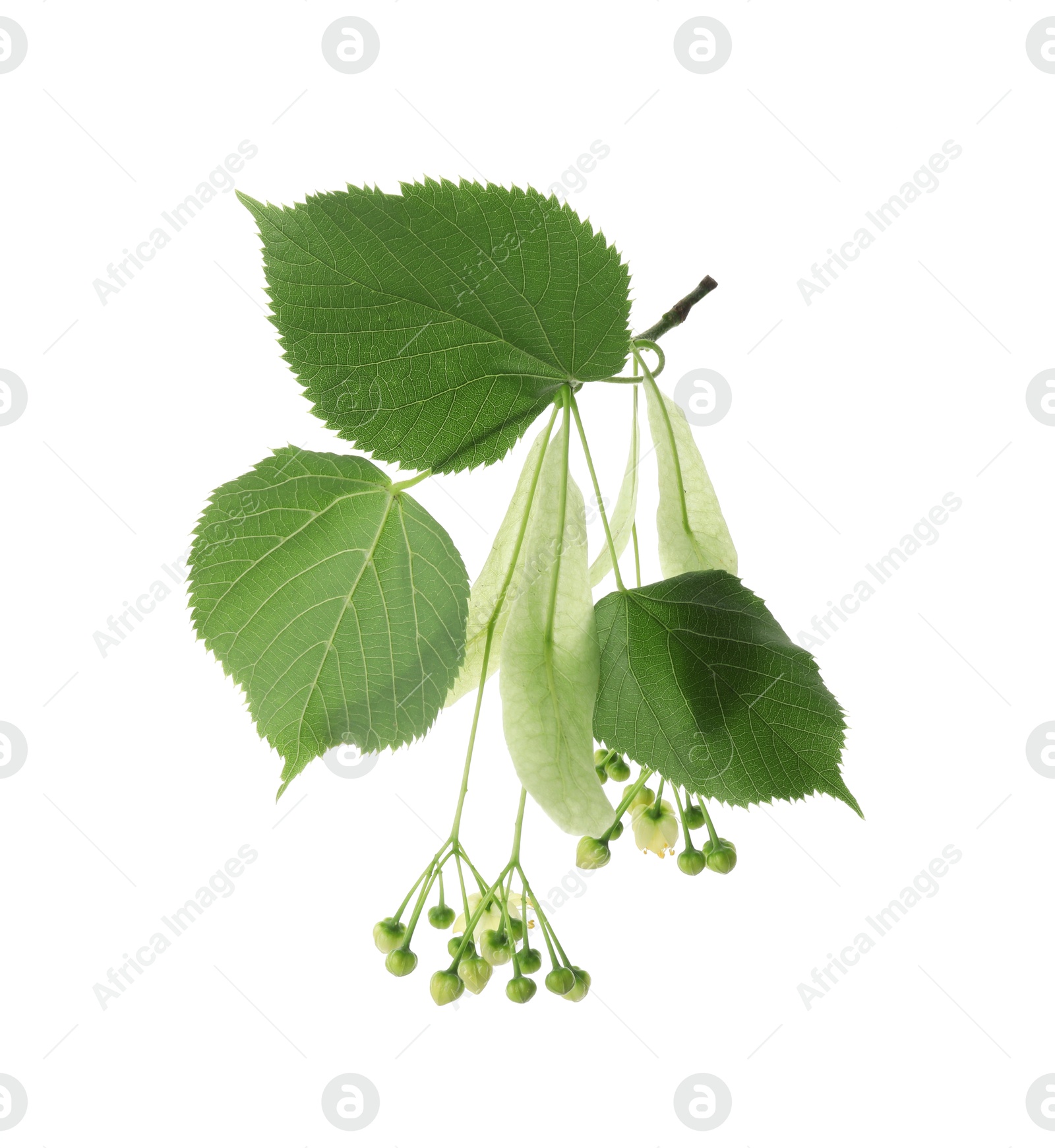 Photo of Beautiful linden tree blossom with young fresh green leaves isolated on white