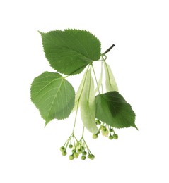 Beautiful linden tree blossom with young fresh green leaves isolated on white