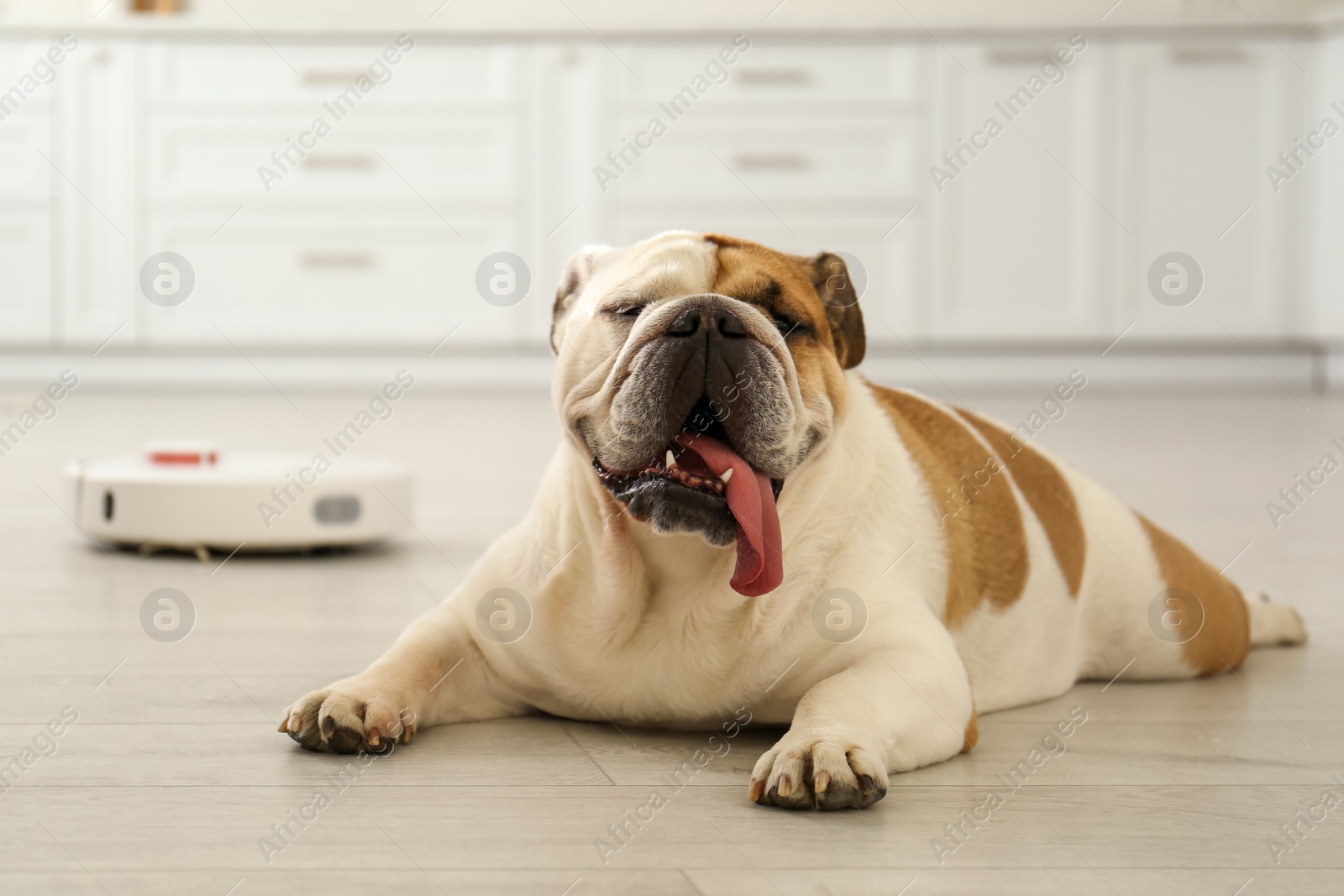 Photo of Robotic vacuum cleaner and adorable dog on floor in kitchen