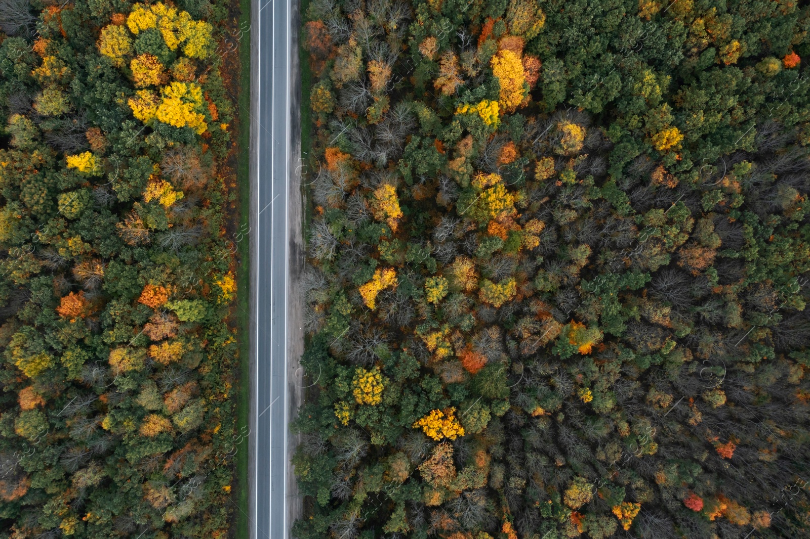 Image of Aerial view of road going through beautiful autumn forest