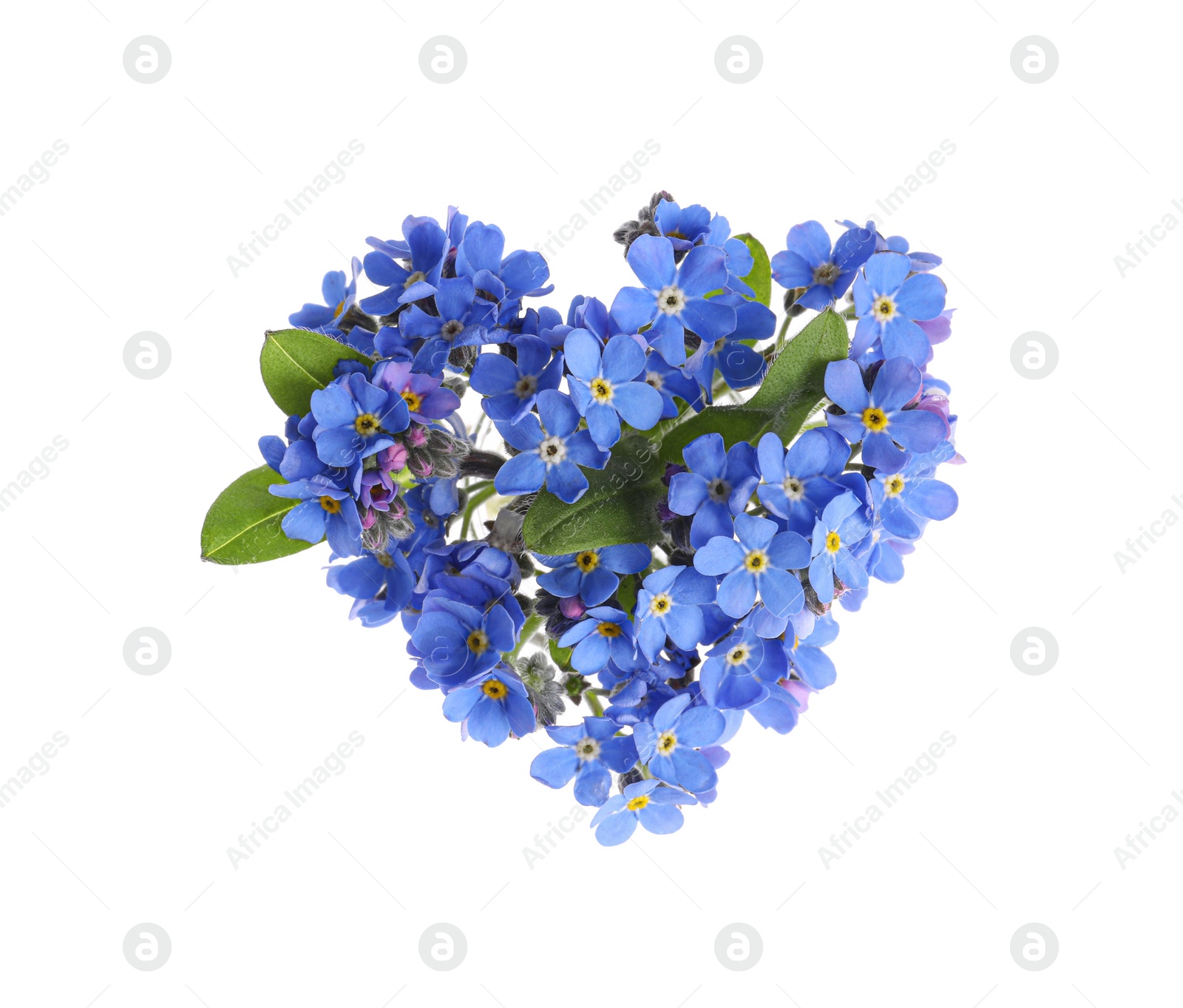 Photo of Heart made with blue Forget-me-not flowers isolated on white