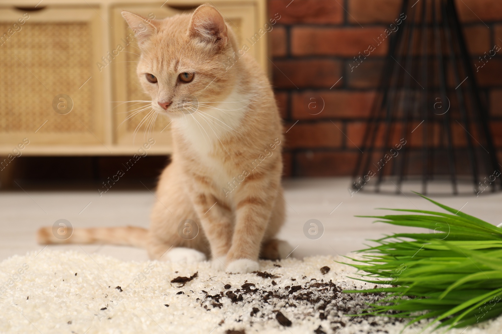 Photo of Cute ginger cat near overturned houseplant on carpet at home