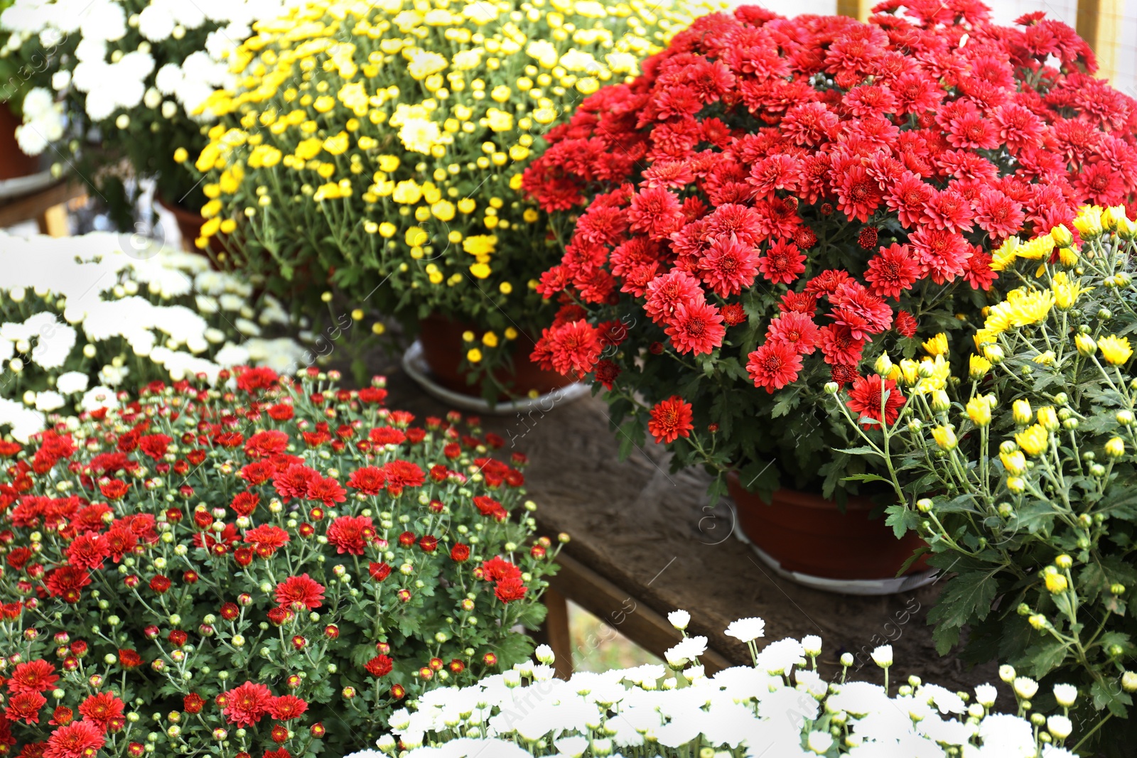 Photo of Assortment of beautiful blooming chrysanthemum flowers on shelves