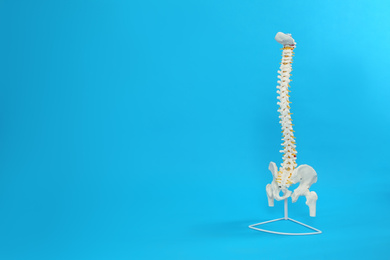 Artificial human spine model on blue background. Space for text