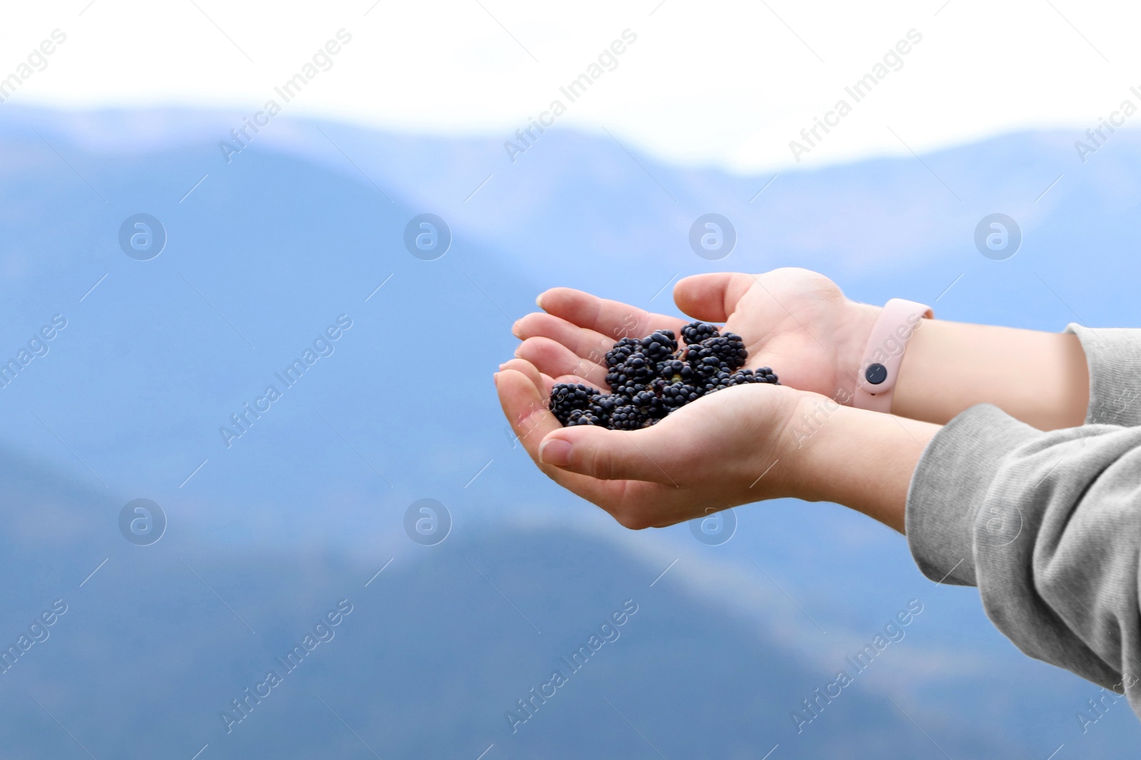 Photo of Woman holding many fresh ripe blackberries outdoors, closeup