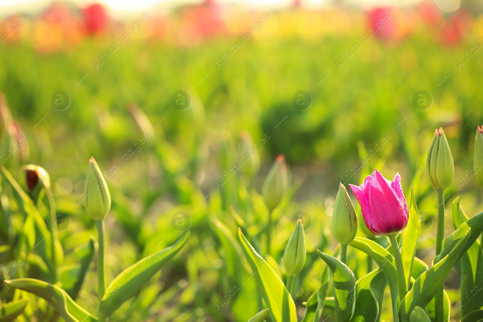 Photo of Closeup view of beautiful fresh tulip with water drops on field, space for text. Blooming spring flowers