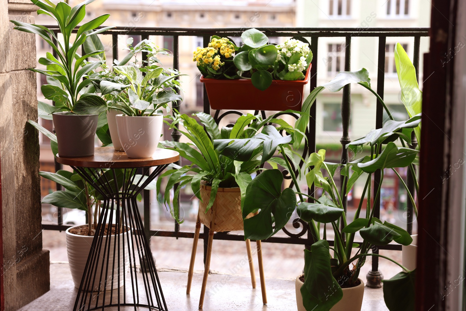 Photo of Many different beautiful plants in pots on balcony