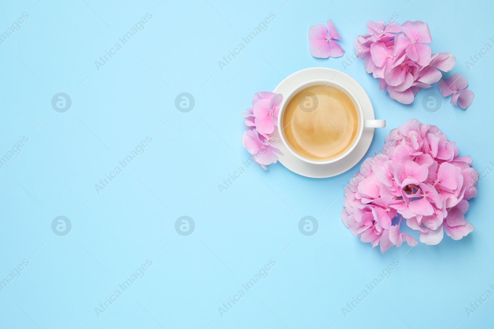 Photo of Beautiful hortensia flowers and coffee on light blue background, flat lay. Space for text