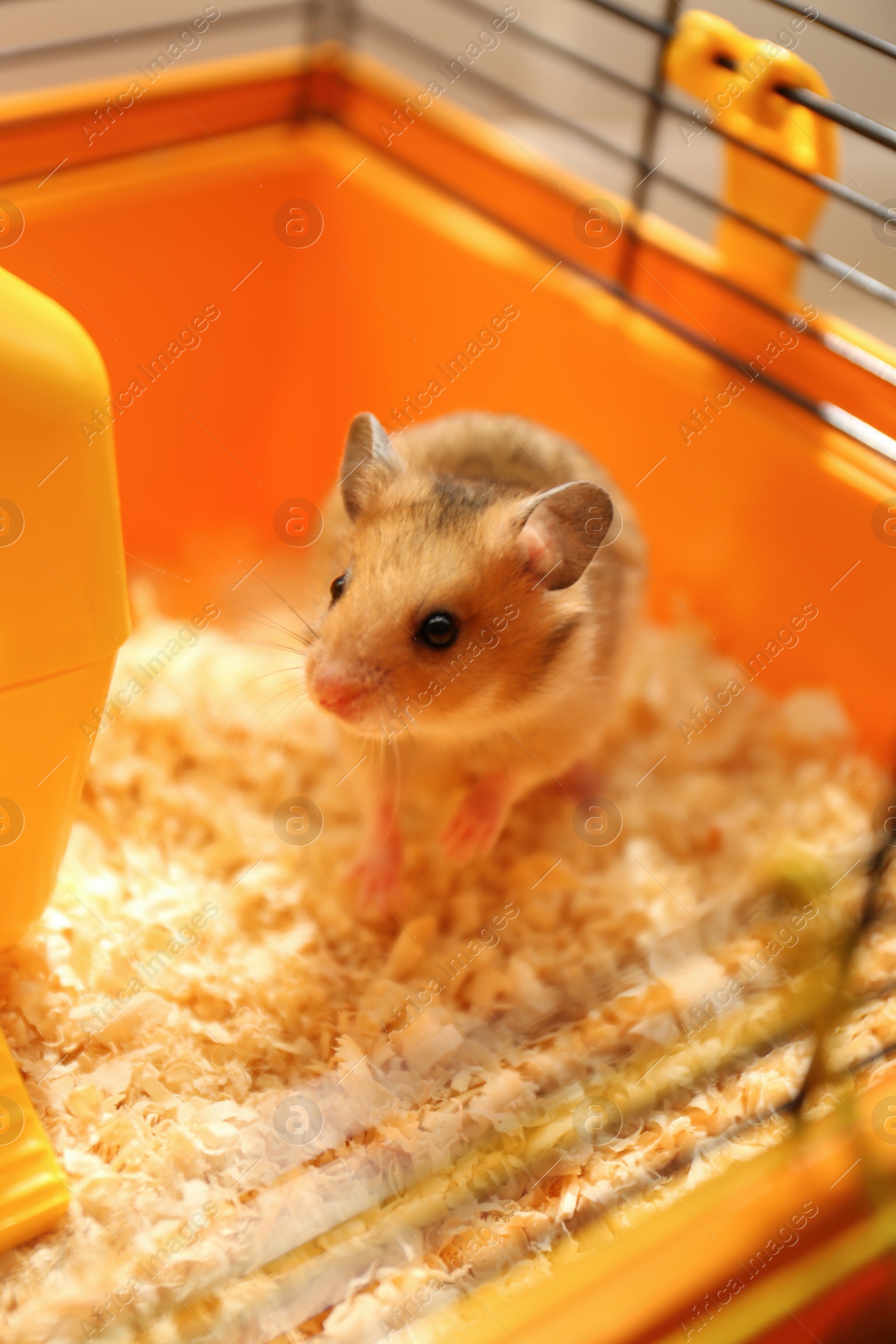 Photo of Cute little fluffy hamster playing in cage