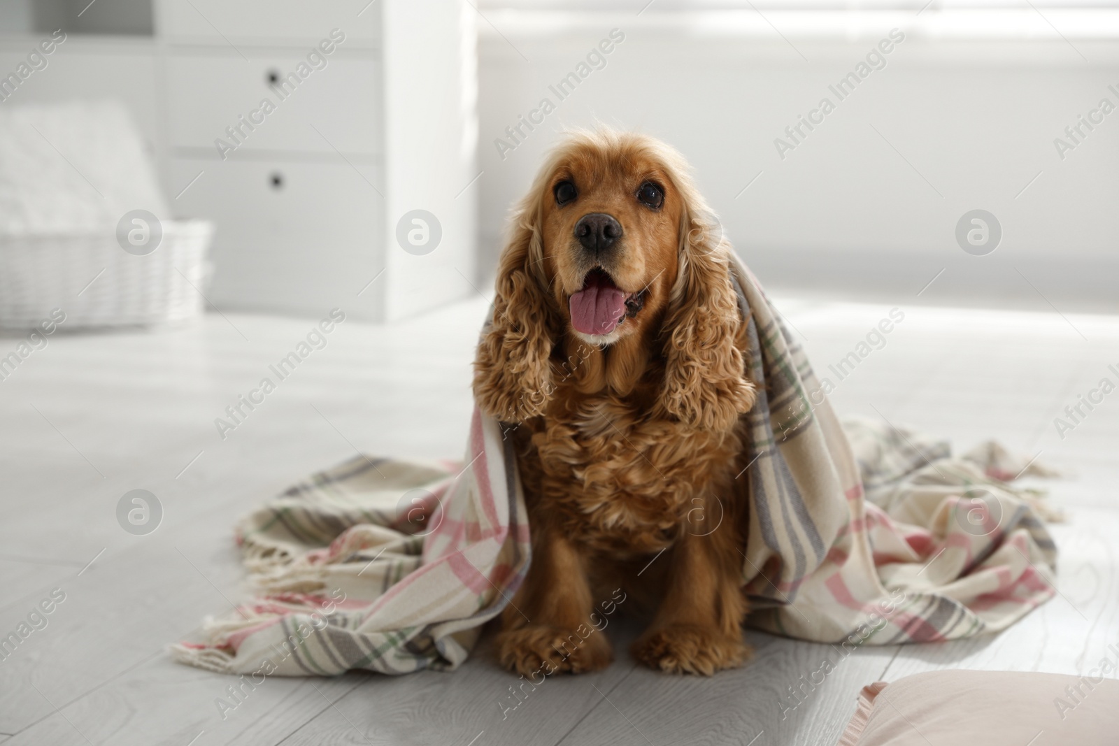 Photo of Cute English cocker spaniel dog with plaid on floor