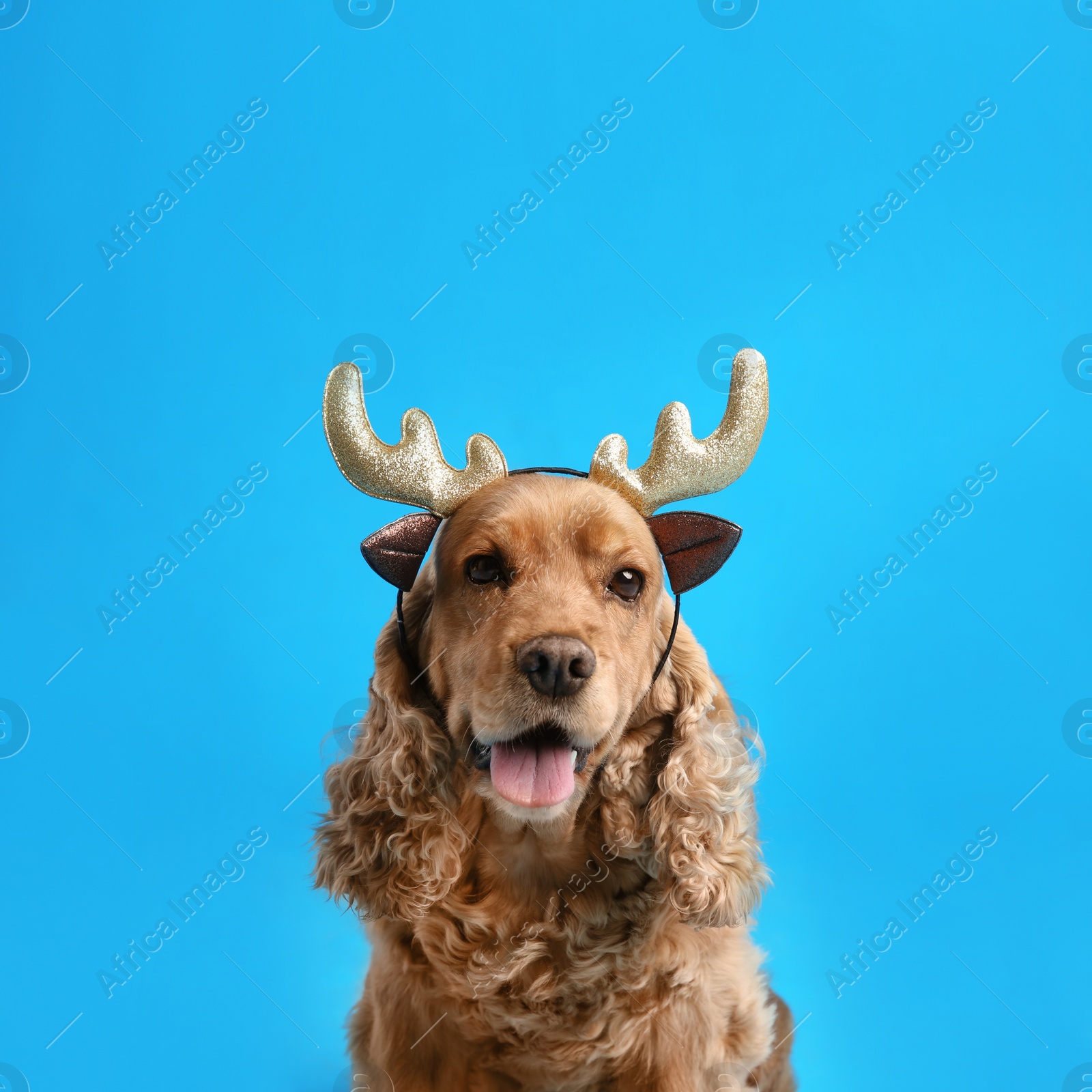 Photo of Adorable Cocker Spaniel dog in reindeer headband on light blue background