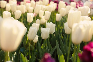 Beautiful colorful tulips growing in flower bed, selective focus