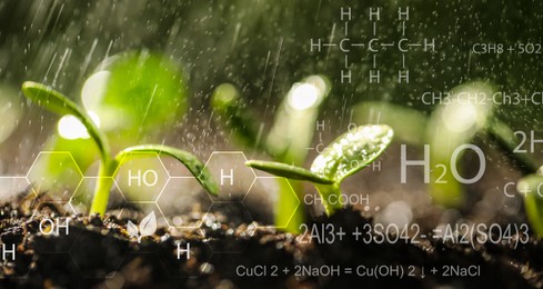 Image of Sprinkling water on green seedlings growing in soil, closeup. Illustration of chemical formulas