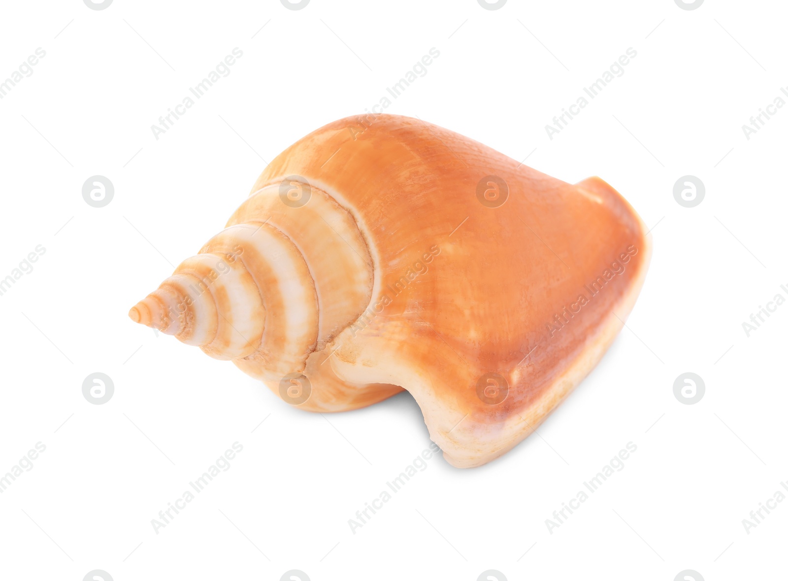 Photo of Beautiful seashell isolated on white. Beach object