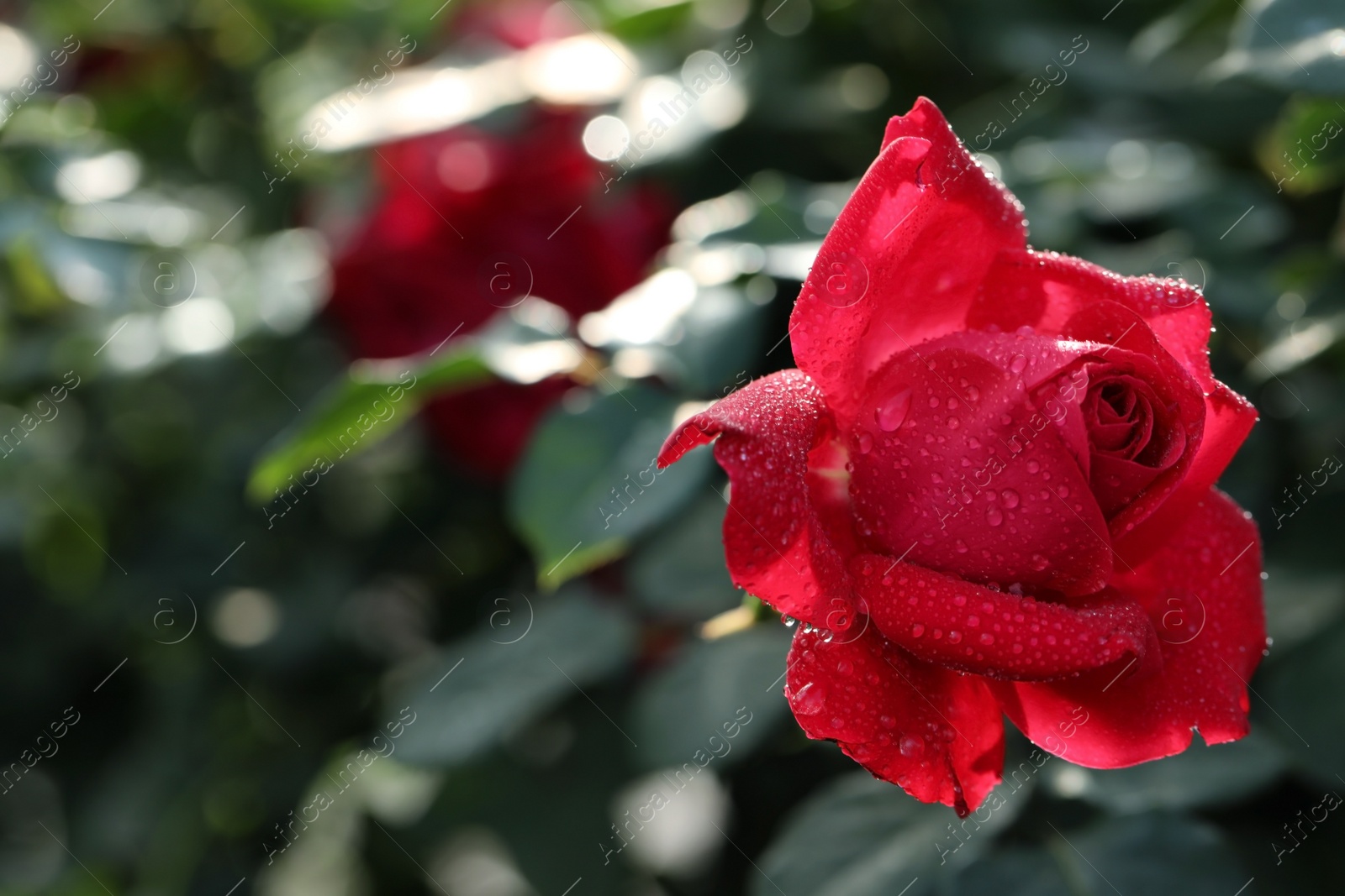 Photo of Beautiful blooming rose in garden on sunny day, space for text