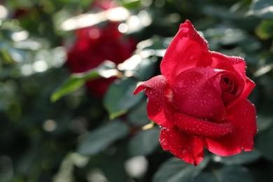 Photo of Beautiful blooming rose in garden on sunny day, space for text