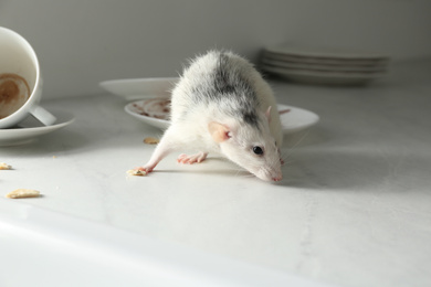 Photo of Rat near dirty dishes on table indoors. Pest control