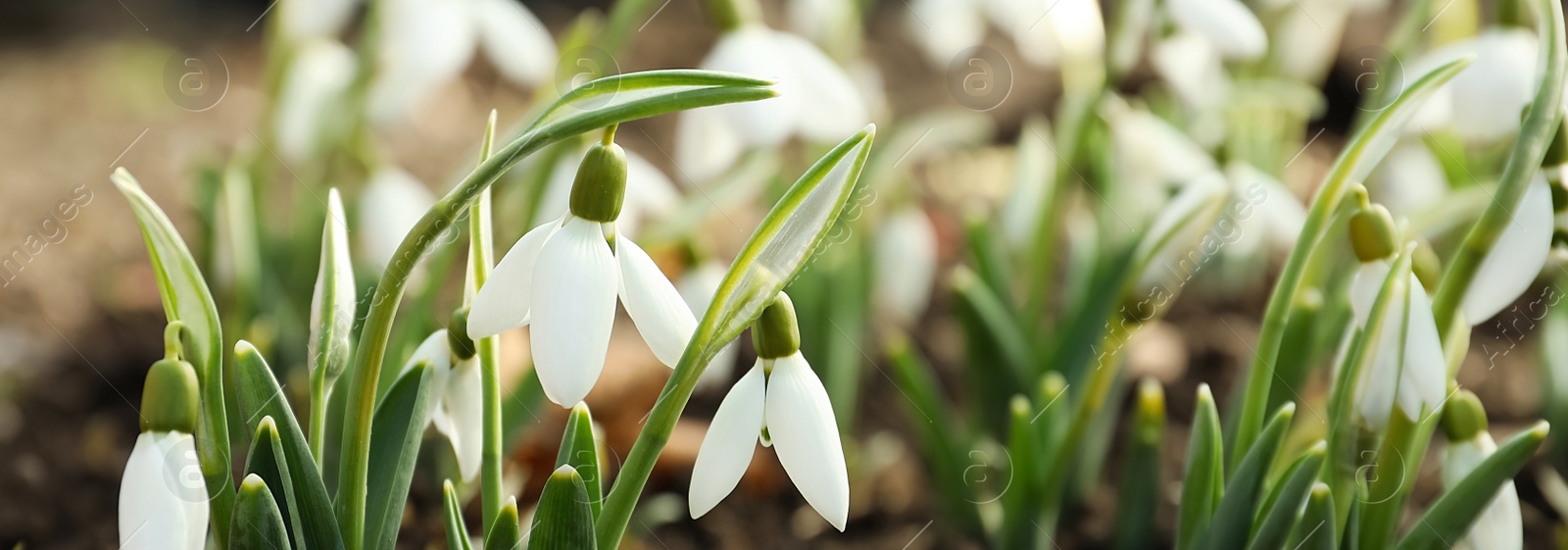 Image of Closeup view of beautiful snowdrops growing outdoors, banner design. First spring flowers