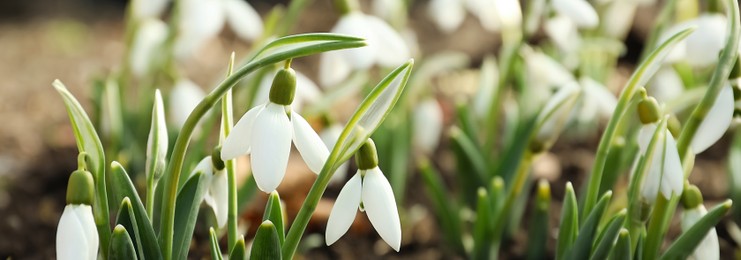 Closeup view of beautiful snowdrops growing outdoors, banner design. First spring flowers