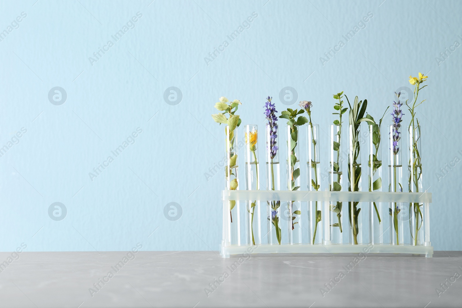 Photo of Test tubes with different plants on table against light blue background. Space for text