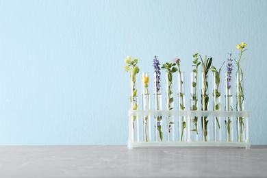 Photo of Test tubes with different plants on table against light blue background. Space for text