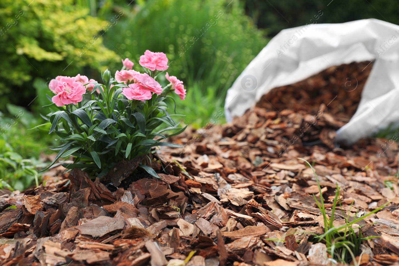 Photo of Beautiful flowers mulched with bark chips in garden. Space for text