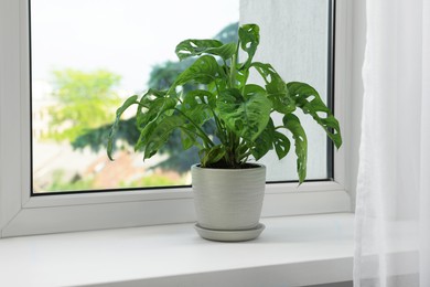 Monstera in pot on windowsill indoors, space for text. House plant