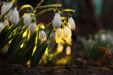 Fresh blooming snowdrops covered with dew growing in soil. Spring flowers