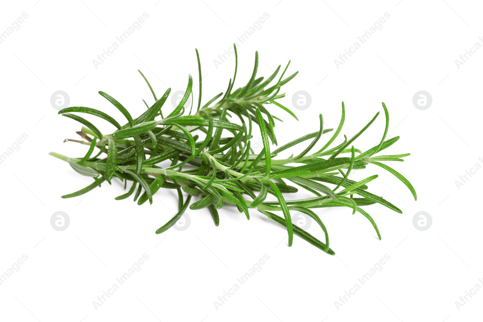 Photo of Sprig of fresh rosemary isolated on white