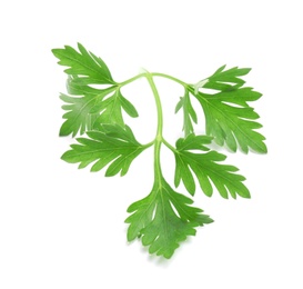 Leaves of fresh tasty parsley on white background