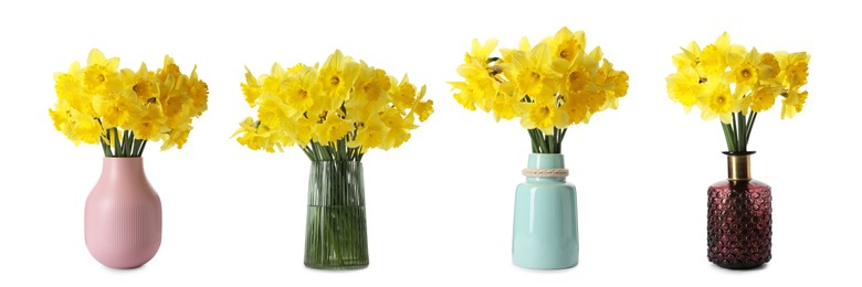 Image of Collage with beautiful bright daffodil flowers in vases on white background. Banner design